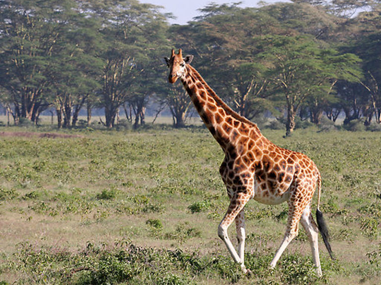 15 Reasons to Book a Kenya Safari Holiday to Porini Camps