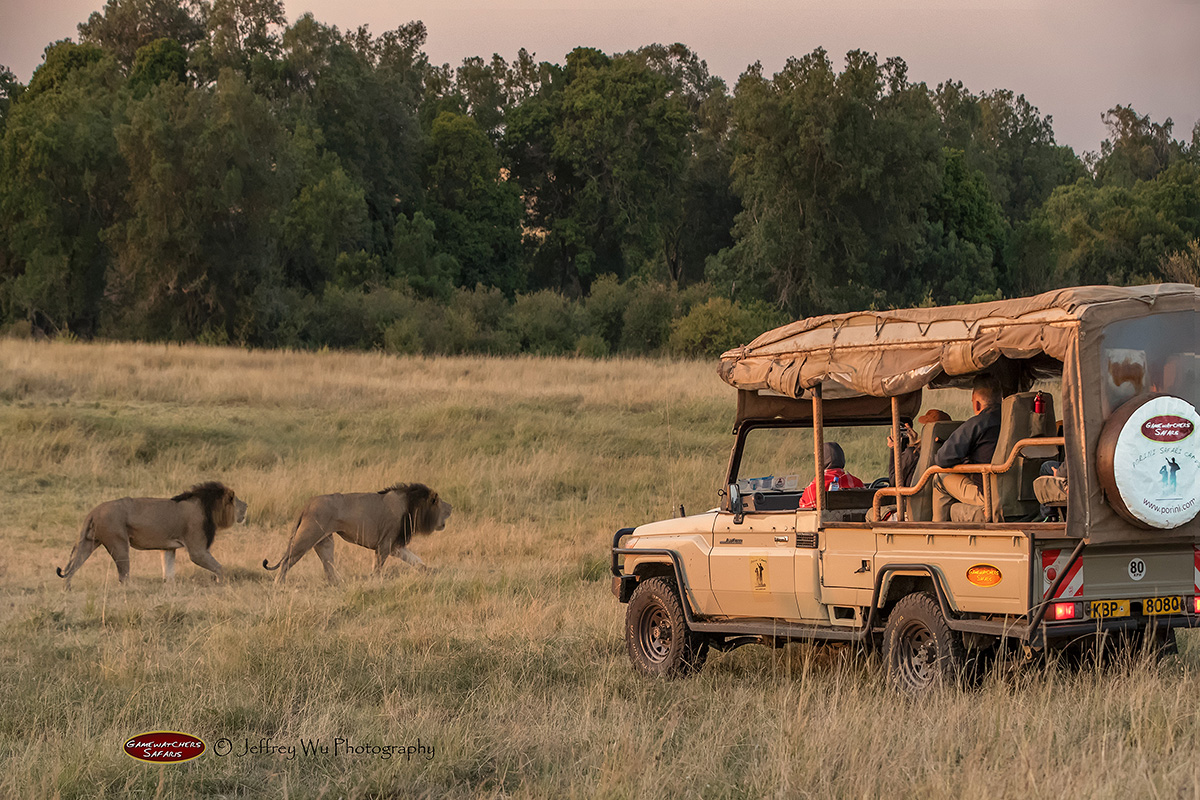 Safari Travel Tips & Advice