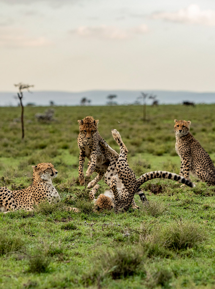 kenya game tours