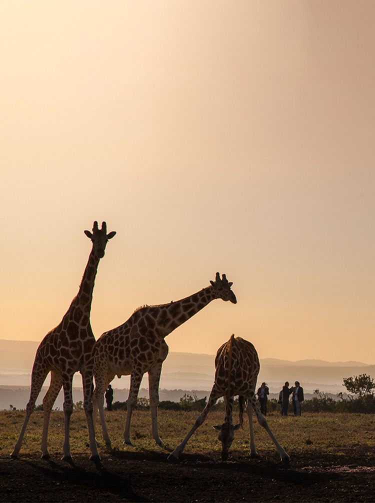 kenya game tours