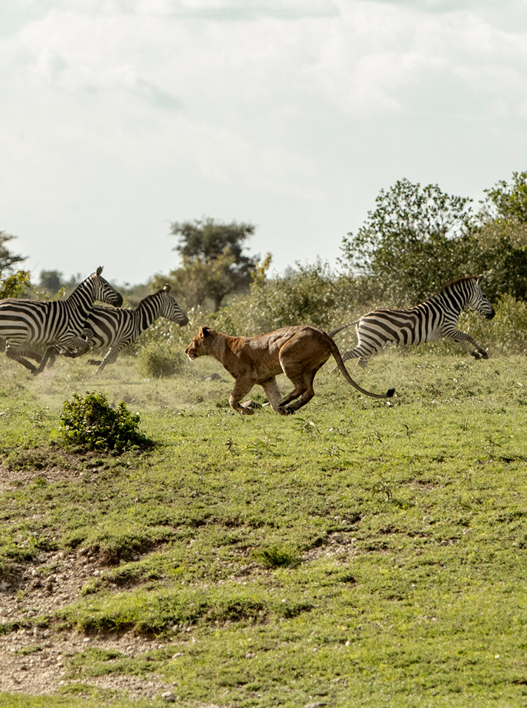 kenya game tours