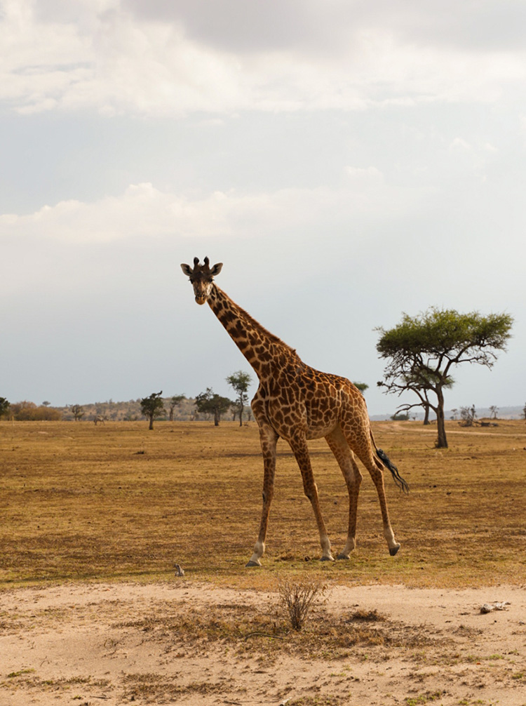 kenya game tours