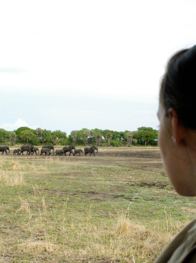 african safari tours kenya and tanzania