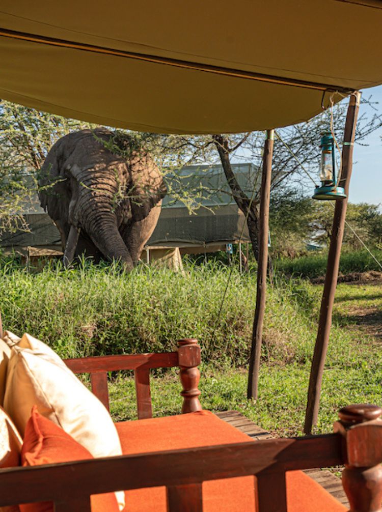 african safari tours kenya and tanzania