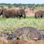 chobe-savanna-lodge-crocodile