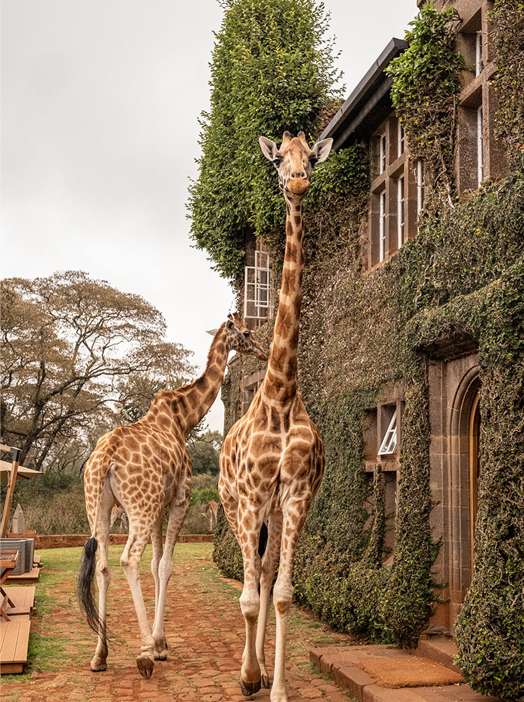 kenya game tours