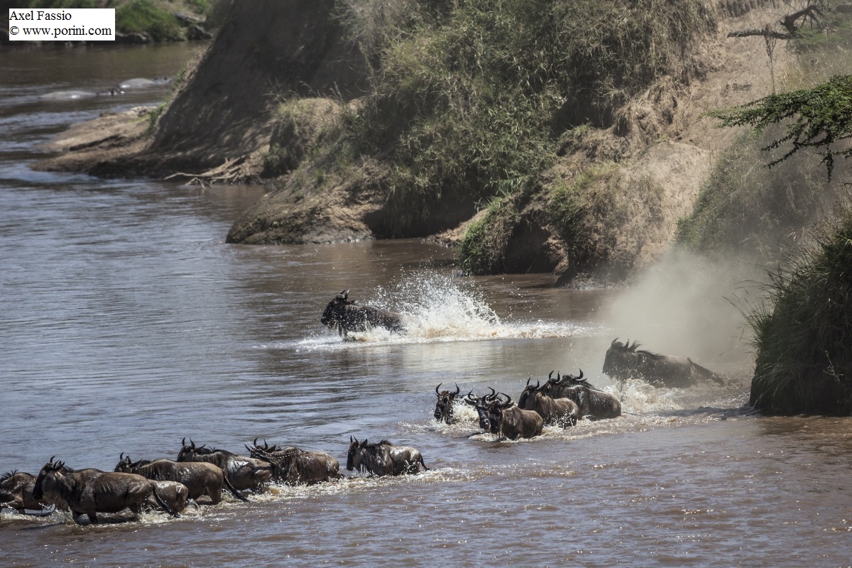 porini-lion-camp-gallery-image-86-1445009585