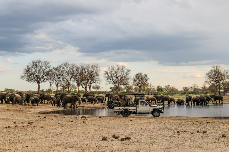 Zimbabwe_Bomani_gamedrive_800x533