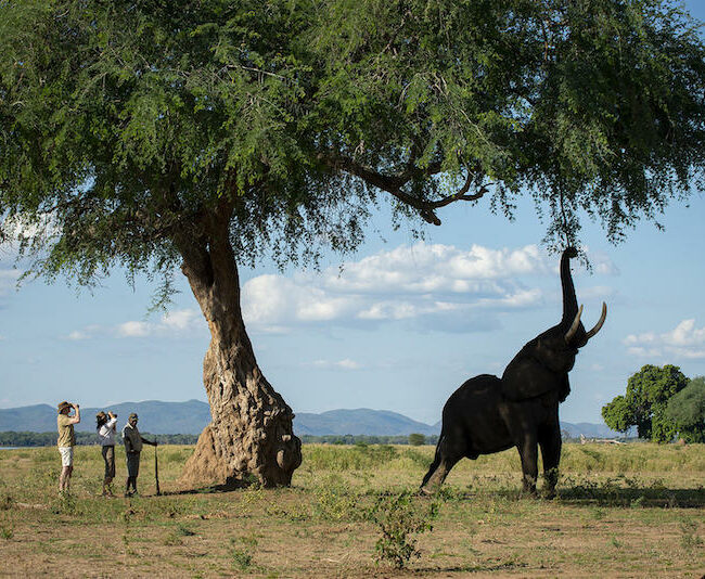 Zimbabwe_Nyamatusi_Camp_walk7_800x534