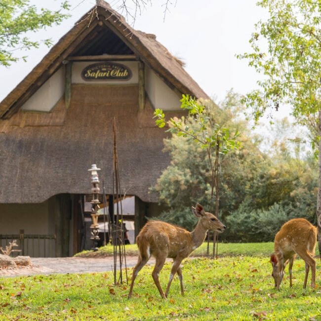 bushbuck_at_victoria_falls_safari_club_grounds