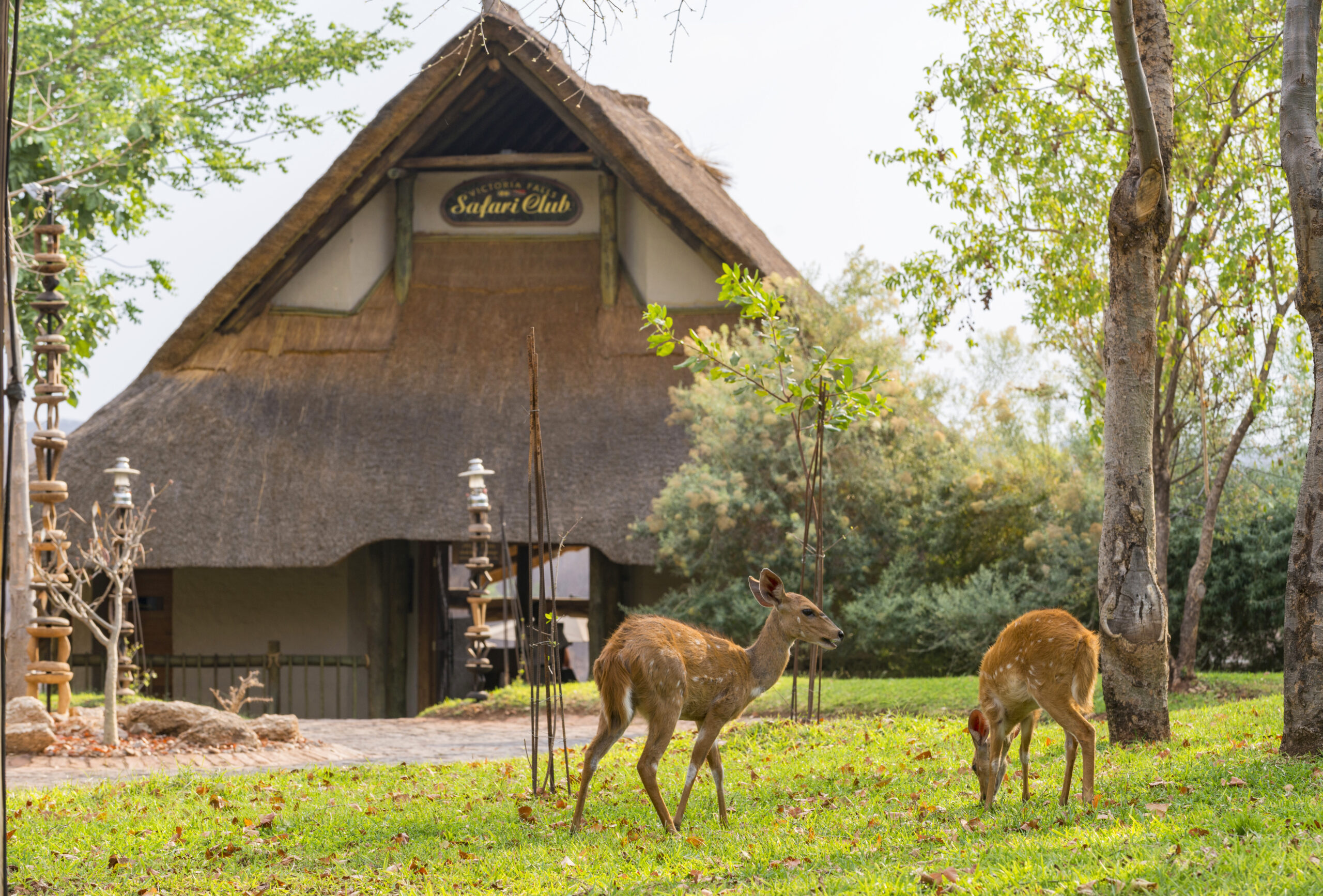 bushbuck_at_victoria_falls_safari_club_grounds