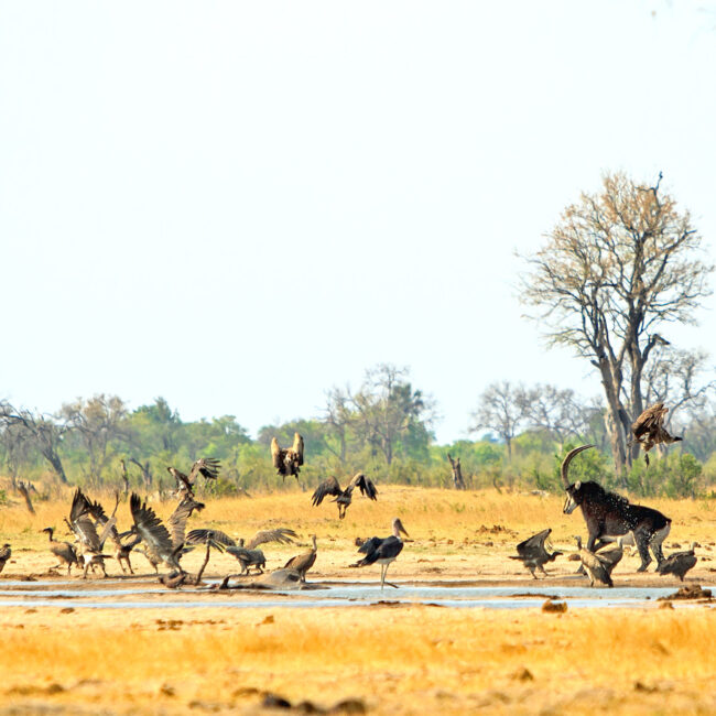 Panorama of a action packed waterhole with sable antelope chasing away the vultures, some of them are in mid air, there are also zebras coming in to drink in the background.  Hwange National Park, Zimbabwe