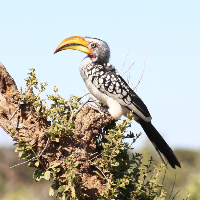 Southern Yellow-billed hornbill perched on tree trunk in African blue sky