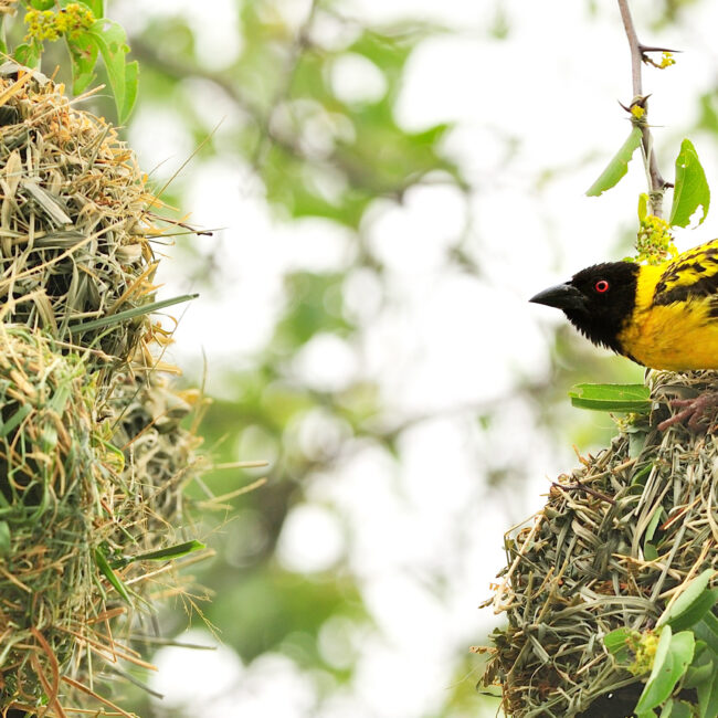 Village weaver buidling its nest