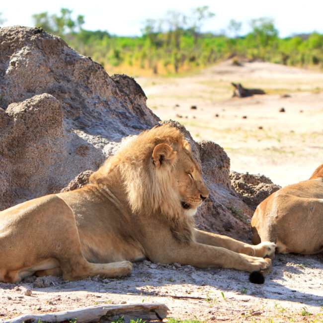 2 lions resting next to a termite mound after mating