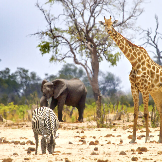 Vibrant waterhole infant of our camp In Hwange with Giraffe, Zebras and Elephants