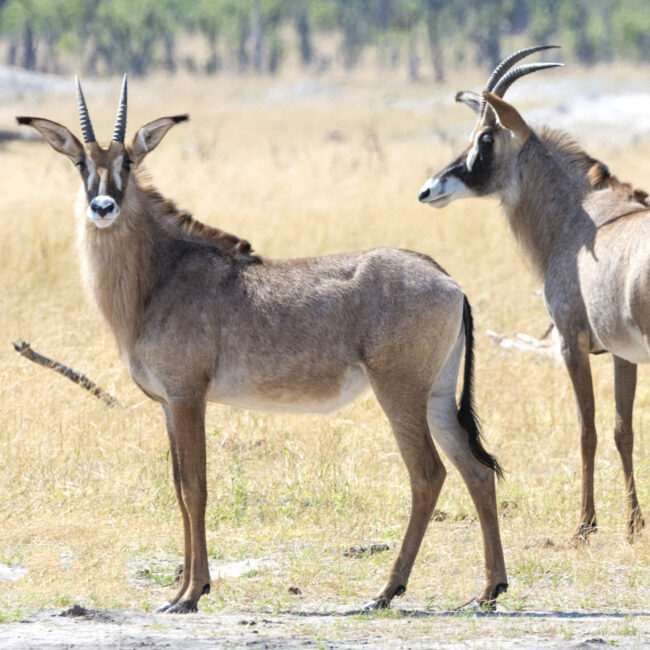 Two Roan Antelopes Watching the Observer in Hwange National Park, Zimbabwe