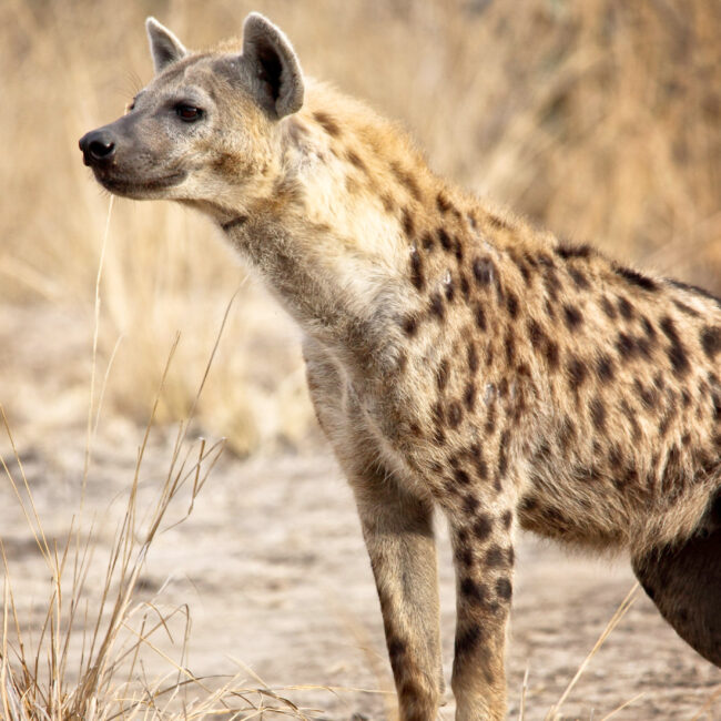 Spotted hyena in luangwa national park zambia