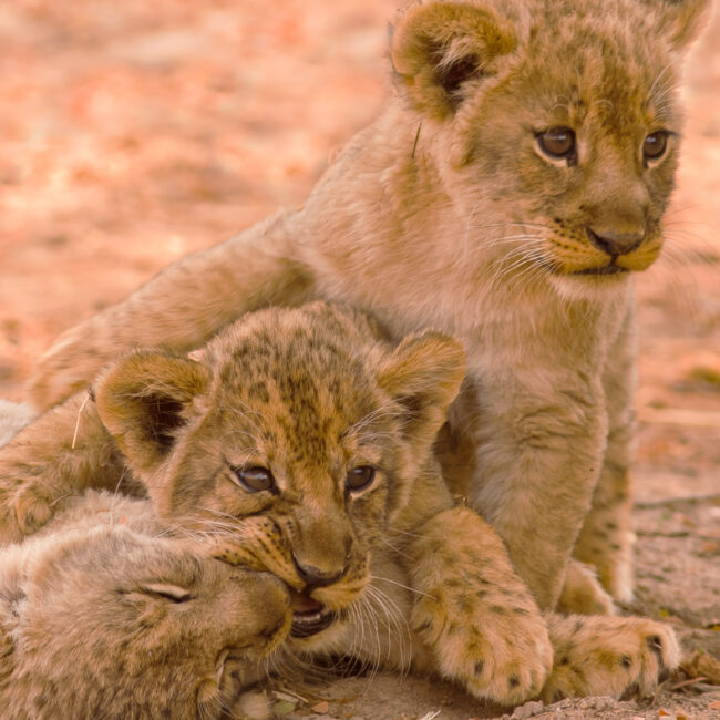 Cute Lion Cubs Playing in the Sand