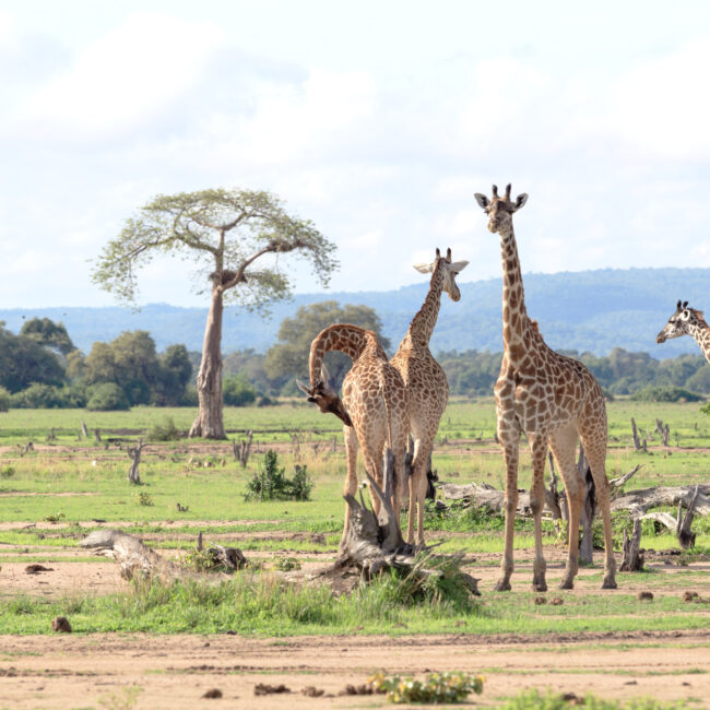 Giraffes in South Luangwa National Park