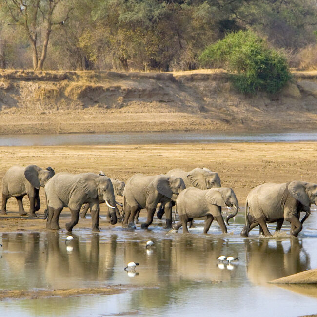 Elephant herd crossing Luangwa river in Zambia, in sepia