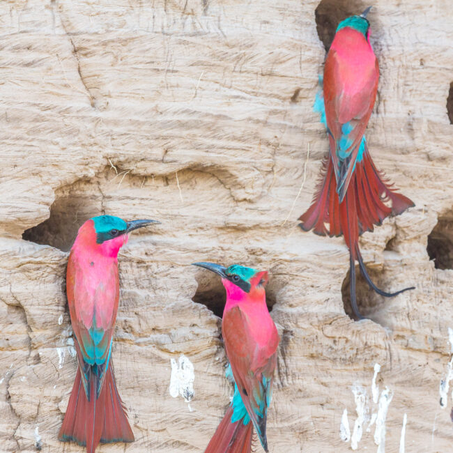 Southern,Carmine,Bee-eaters,(merops,Nubicoides),(formerly,Carmine,Bee-eater),,Nesting,In