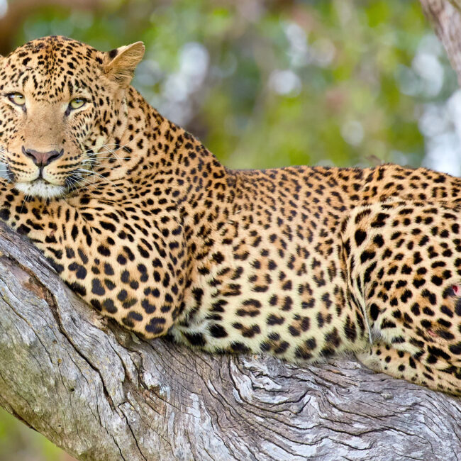 Majestic leopard resting in a tree after a fight at South Luangwa NP, Zambia, Africa