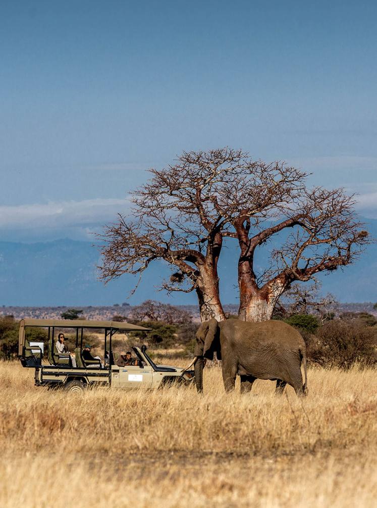 african safari tours kenya and tanzania