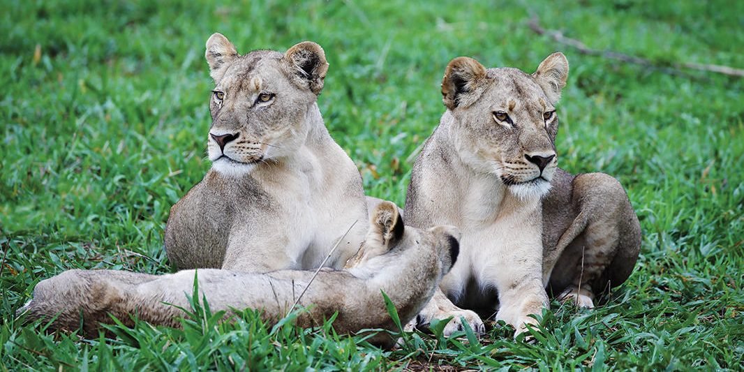 Three Lionesses