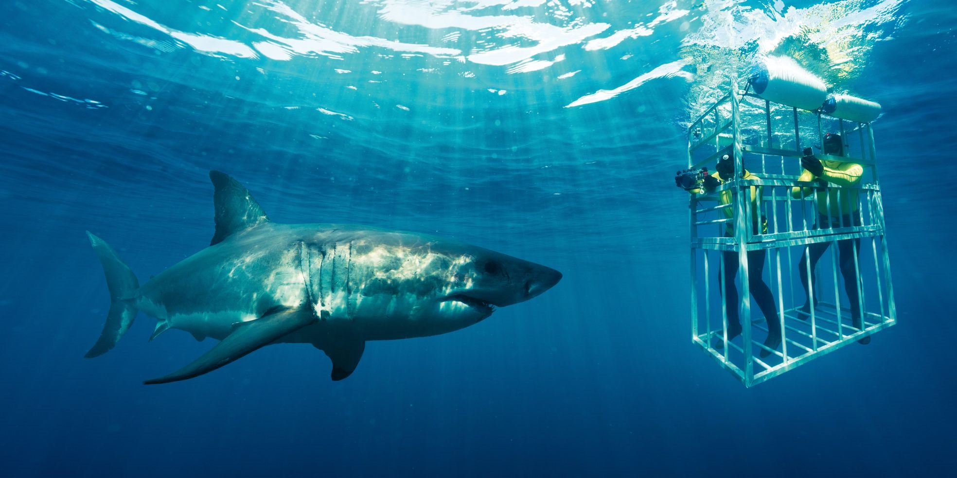 Swimming With Sharks, South Africa