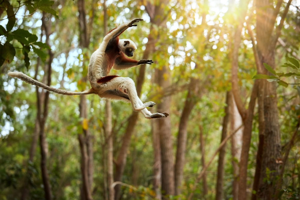 Jumping Lemar In The Rainforest