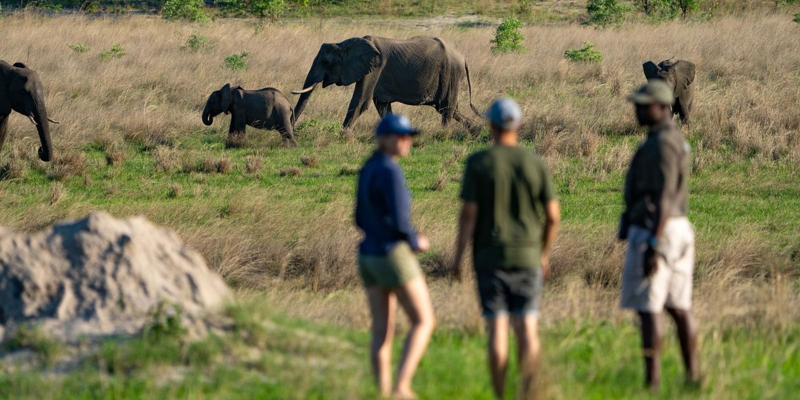 African Bush Elephants