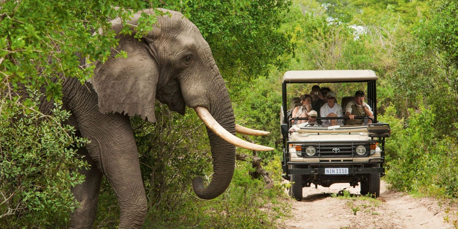 African Bush Elephant Spotted On Safari