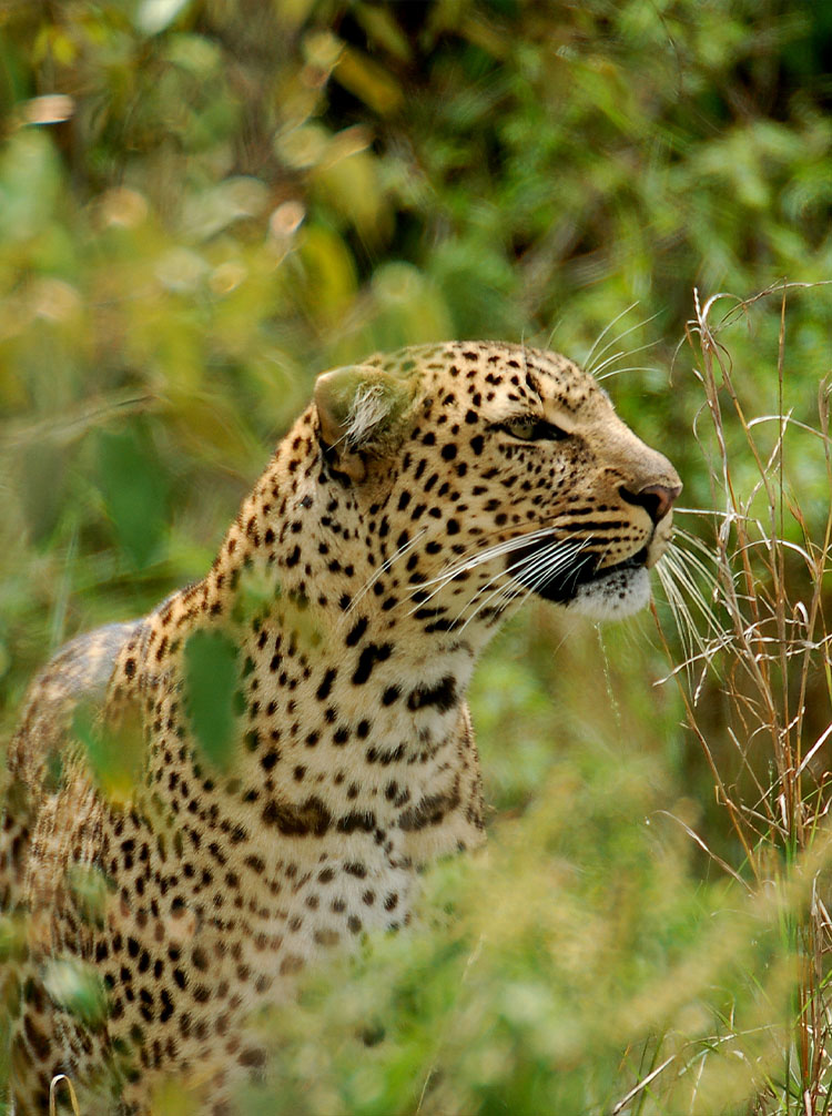 african safari tours kenya and tanzania