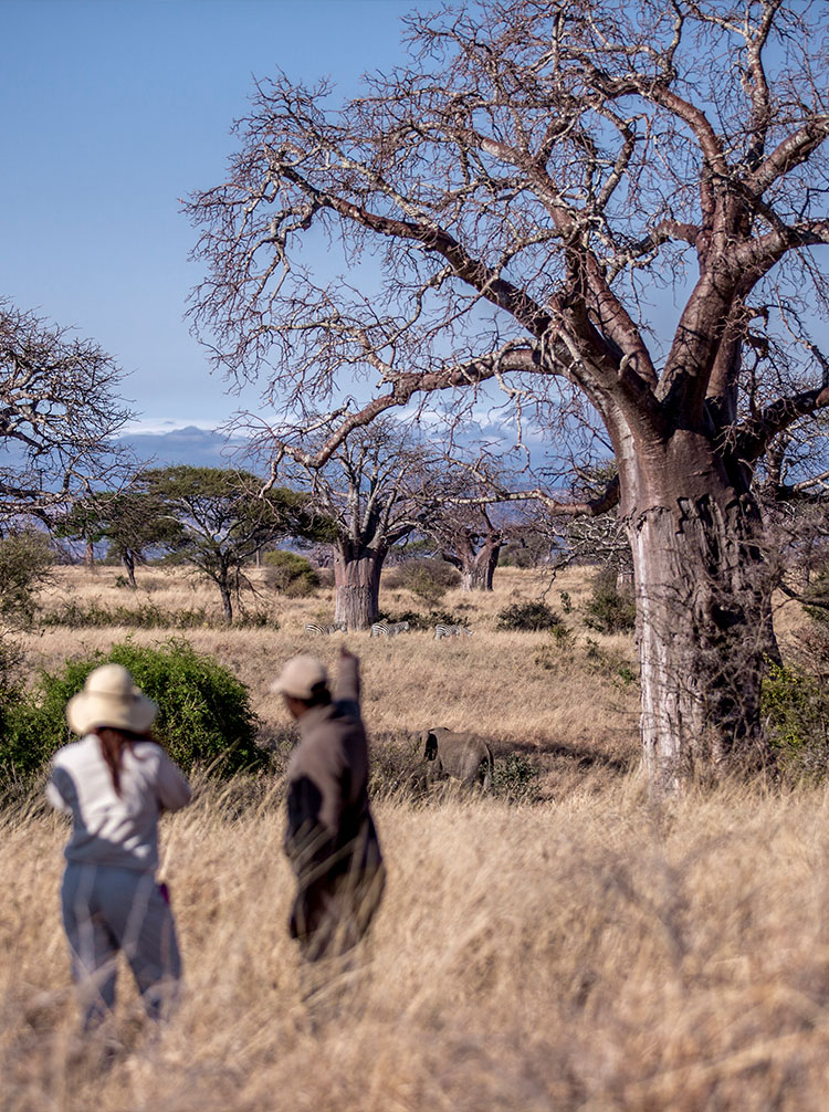 african safari tours kenya and tanzania